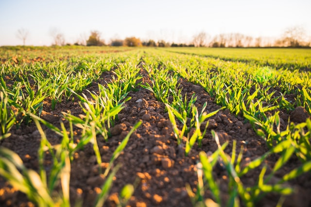 Jak wygląda prawidłowe zwalczanie kukurydzy na wiosnę?