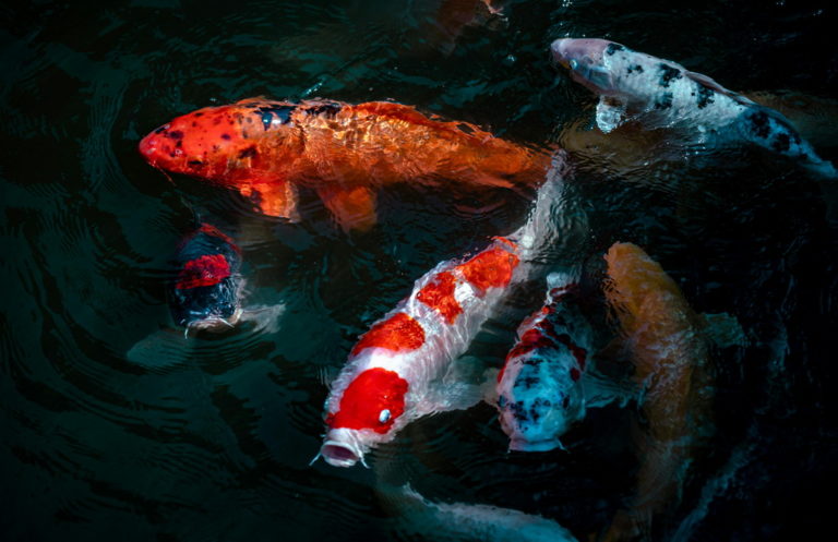 Karp koi w akwarium: 5 najczęstszych błędów początkujących akwarystów